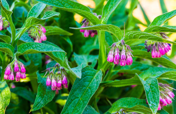 ⏰Hot Sale 60% OFF🌿Herbal Comfrey Pain Relief Patch