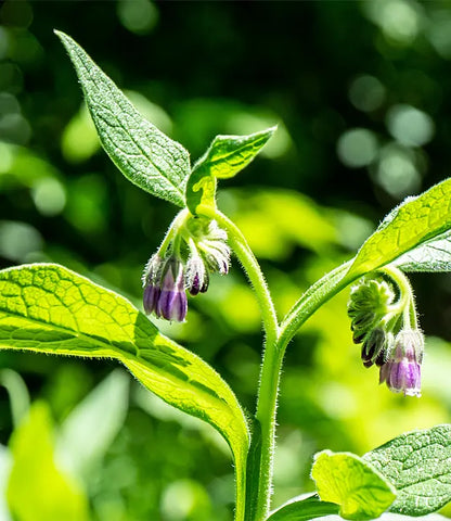 🎄 Hot Sale  60% OFF--🌱Herbal Comfrey Salve